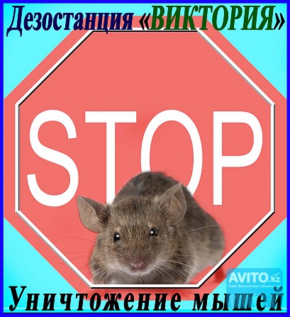 Дезостанция ВИКТОРИЯ.  Уничтожение мышей в Алматы и области. Алматы - изображение 1