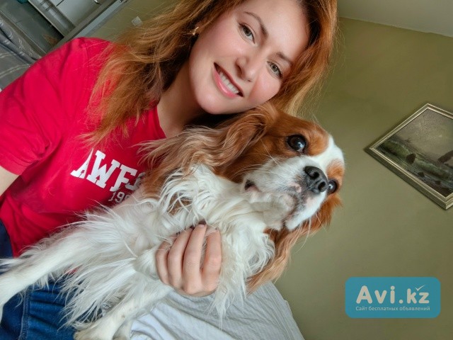 Передержка собак/кошек/зоопсихолог/выгул/дрессировка/зоотакси Актобе - изображение 1