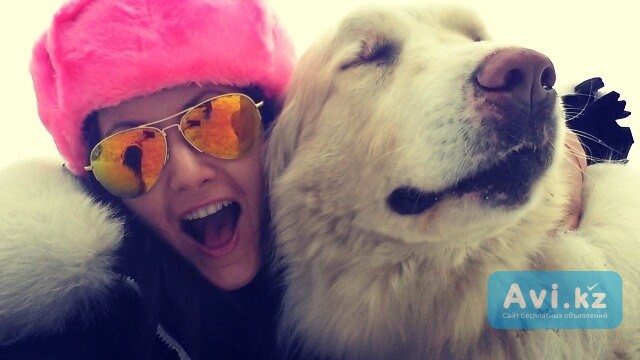 Передержка собак и кошек/зоопсихолог/дрессировка/зоотакси/выгул Актобе - изображение 1