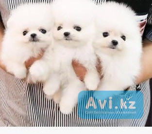 Щенки чистокровного померанского шпица Усть-Каменогорск - изображение 1