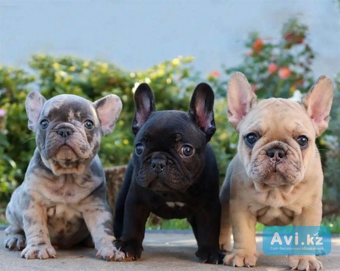 Продаются щенки французского бульдога Актобе - изображение 1