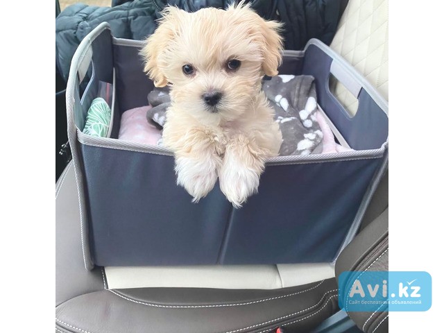 Милые щенки мальтипу, выращенные в домашних условиях Усть-Каменогорск - изображение 1