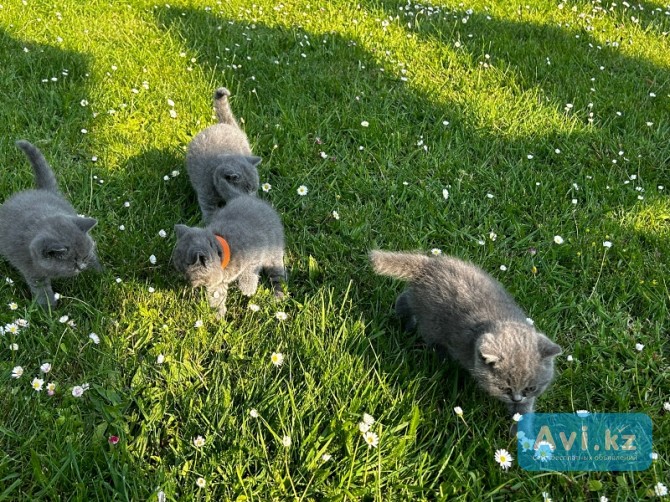 Продаются котята британской короткошерстной породы (bhk) Усть-Каменогорск - изображение 1