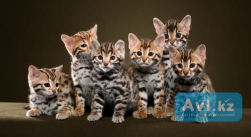 Бенгальские котята Усть-Каменогорск - изображение 1