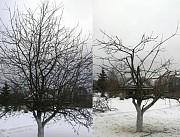 Зимняя обрезка плодовых деревьев Алматы