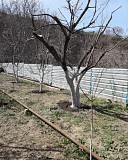 Зимняя обрезка плодовых деревьев Алматы