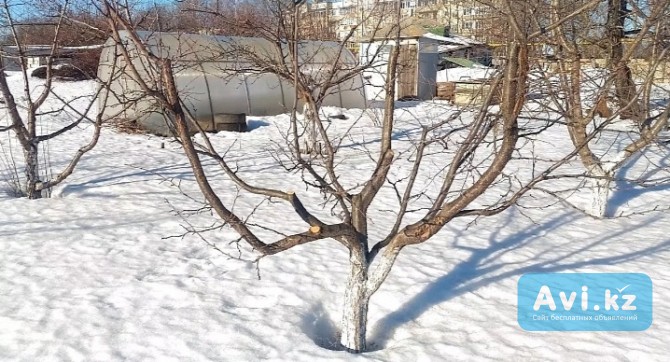 Зимняя обрезка плодовых деревьев Алматы - изображение 1