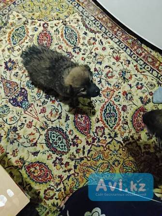 Отдам щенка в добрые руки Алматы - изображение 1