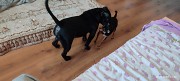 Отдам американского бульдога Астана