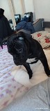 Отдам американского бульдога Астана