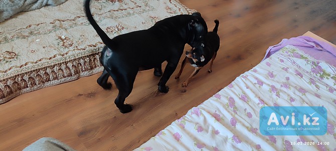 Отдам американского бульдога Астана - изображение 1