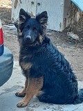 Продам щенка немецкой овчарки Алматы