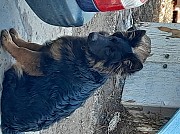 Продам щенка немецкой овчарки Алматы