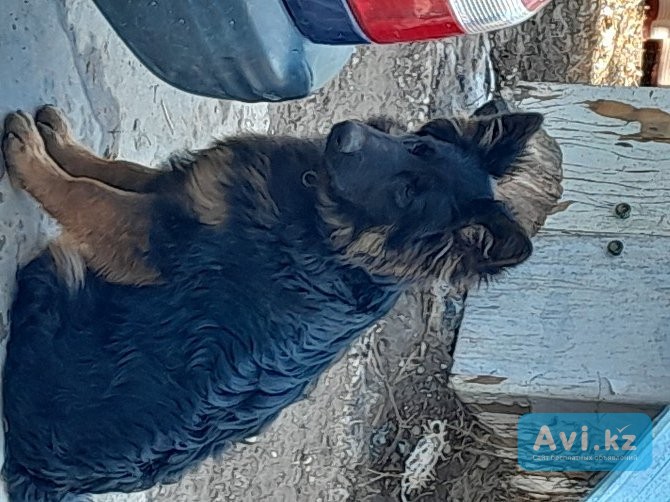 Продам щенка немецкой овчарки Алматы - изображение 1
