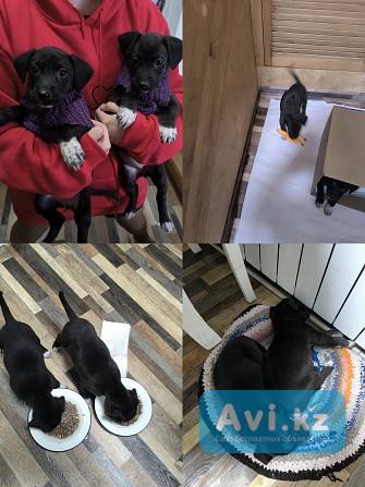 Отдам щенков бесплатно Алматы - изображение 1