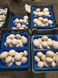 Выращивание шампиньонов доставка из г.Алматы