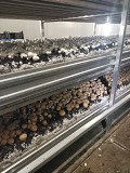 Выращивание шампиньонов доставка из г.Алматы