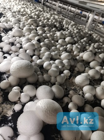 Выращивание шампиньонов Алматы - изображение 1