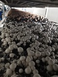 Выращивание шампиньонов Астана