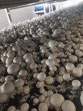 Выращивание шампиньонов Астана