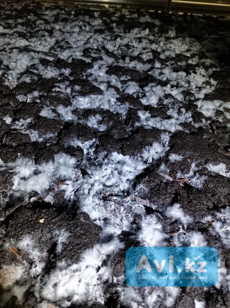 Выращивание шампиньонов Астана - изображение 1