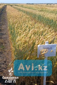 Пшеница Дарья Другой город России - изображение 1