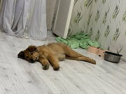 Пропала Собака Павлодар