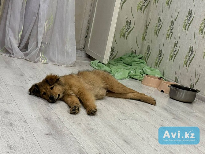 Пропала Собака Павлодар - изображение 1