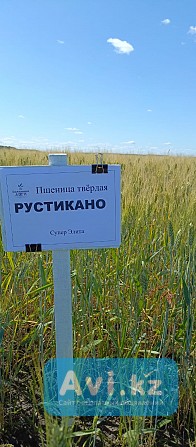 Пшеница твёрдая Рустикано Другой город России - изображение 1
