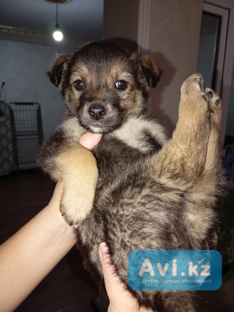 Забери меня к себе, Добрый человек Алматы - изображение 1