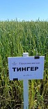 Пшеница Тингер Другой город России