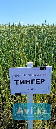 Пшеница Тингер Другой город России - изображение 1