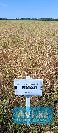 Горох Ямал Другой город России - изображение 1