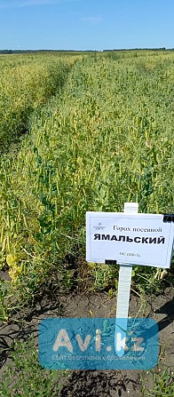 Горох Ямальский Другой город России - изображение 1