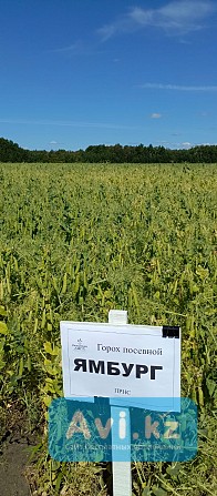 Горох Ямбург новинка Другой город России - изображение 1