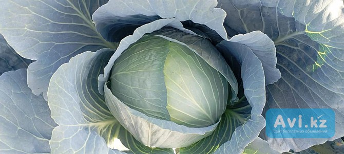 Овощи Оптом Шымкент - изображение 1