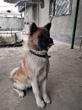 Американская акита Алматы