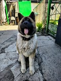 Американская акита Алматы