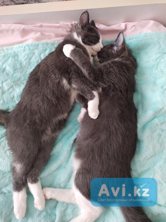 Отдам котят Усть-Каменогорск - изображение 1