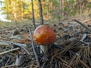 Мухомор пантерный доставка из г.Семей