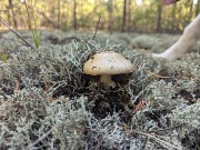 Мухомор пантерный доставка из г.Семей