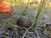 Мухомор пантерный доставка из г.Семей