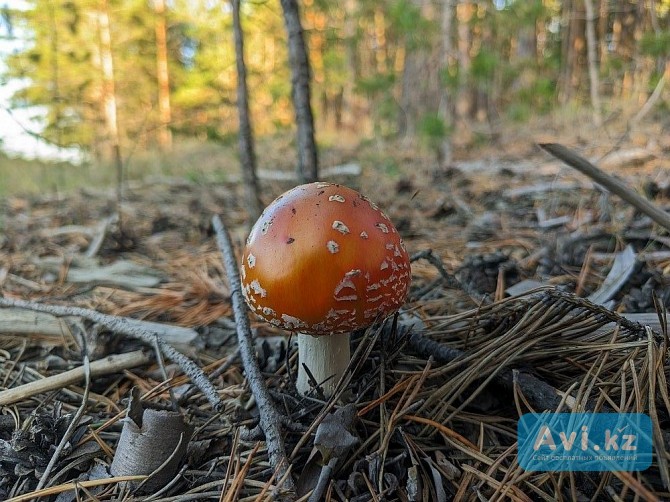 Мухомор пантерный Семей - изображение 1