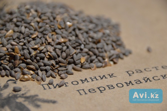 Семена ели голубой колючей (picea pungens Glauca).урожай осень 2025 Астана - изображение 1