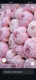 Красивая Девушка Сделает Отличный Массаж Алматы