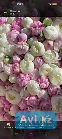 Шикарный Расслабляющий Эротический Профессиональный Массаж от Хорошей Массажистки Алматы - изображение 1