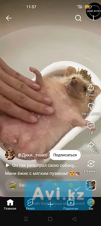 Расслабляющий Эротический Массаж, Китайский Точечный массаж Шиацу Тайский массаж Лёгкость Тела Алматы - изображение 1