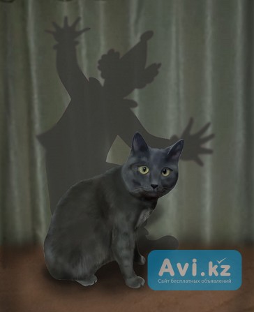 Портрет вашего питомца " Душа человека" Семей - изображение 1