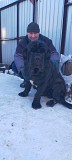 Щенки мастино наполетано Алматы
