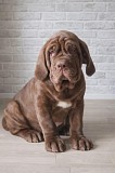 Щенки мастино наполетано Алматы